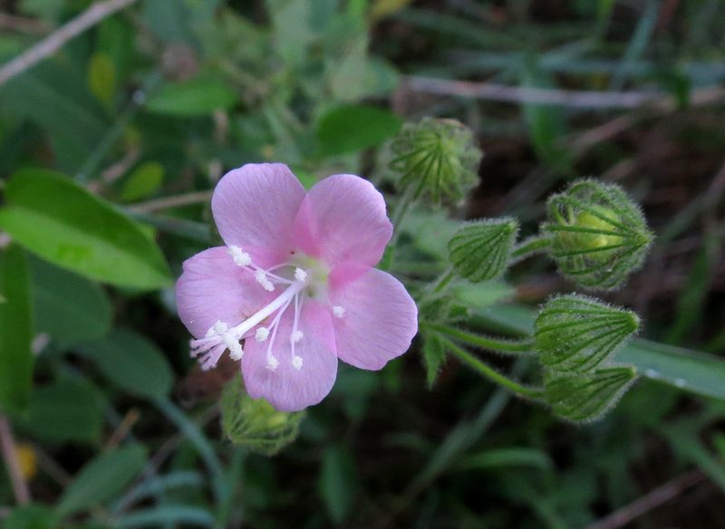 Pavonia zeylanica, photographed by Ajit Ampalakkad