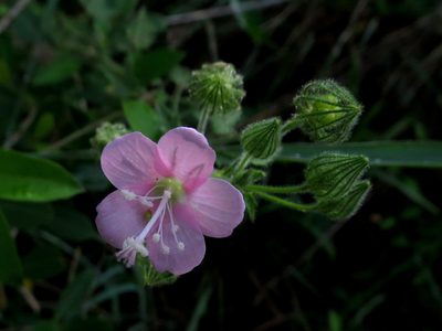 Pavonia zeylanica, photographed by Ajit Ampalakkad