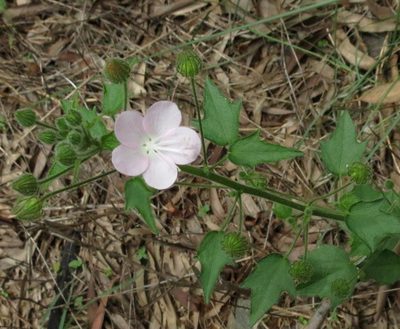 Pavonia zeylanica, photographed by Ajit Ampalakkad