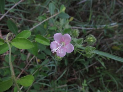Pavonia zeylanica, photographed by Ajit Ampalakkad