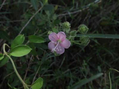 Pavonia zeylanica, photographed by Ajit Ampalakkad