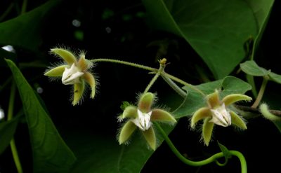 Pergularia daemia, photographed by Ajit Ampalakkad