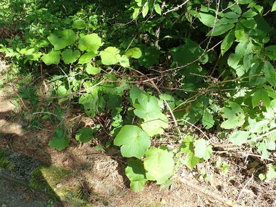 Vitis coignetiae, photographed by Yoshihiro Tokue