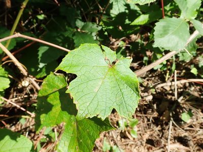 Vitis coignetiae, photographed by Yoshihiro Tokue