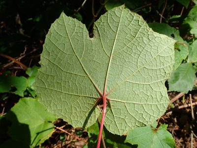 Vitis coignetiae, photographed by Yoshihiro Tokue