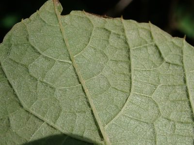 Vitis coignetiae, photographed by Yoshihiro Tokue