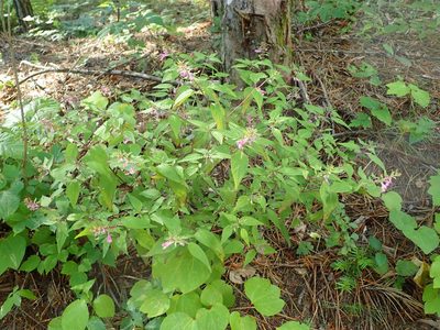 Melampyrum laxum, photographed by Yoshihiro Tokue