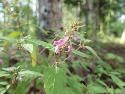 Melampyrum laxum, photographed by Yoshihiro Tokue