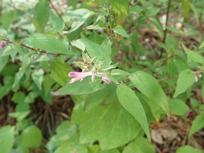 Melampyrum laxum, photographed by Yoshihiro Tokue