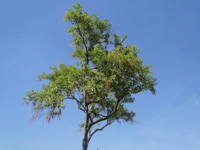 Citharexylum myrianthum, photographed by Diogo Luiz