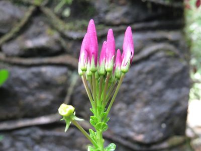 Tarenaya atropurpurea, photographed by Diogo Luiz