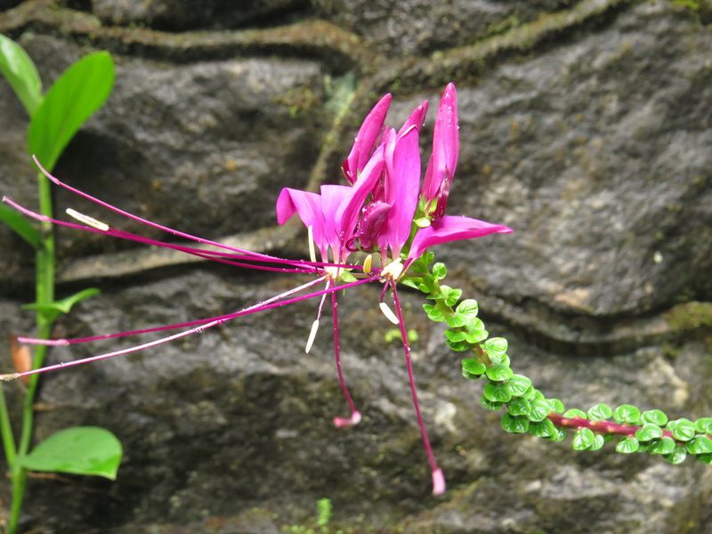 Tarenaya atropurpurea, photographed by Diogo Luiz