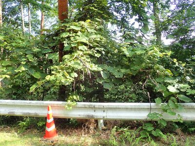 Vitis coignetiae, photographed by Yoshihiro Tokue