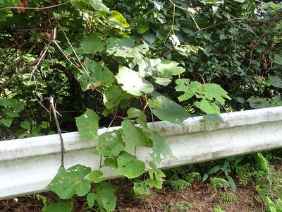 Vitis coignetiae, photographed by Yoshihiro Tokue