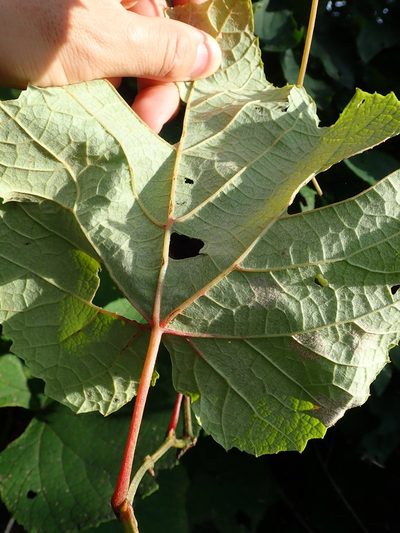 Vitis coignetiae, photographed by Yoshihiro Tokue