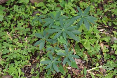 Daphne pseudomezereum, photographed by harum.koh
