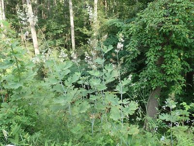 Macleaya cordata, photographed by Yoshihiro Tokue