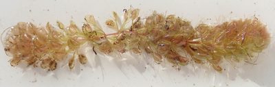 Aldrovanda vesiculosa, photographed by Wilderness Safaris Botswana - Conservation Team