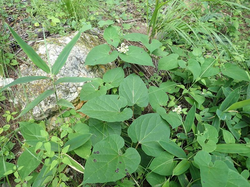 Cynanchum maximoviczii, photographed by Yoshihiro Tokue