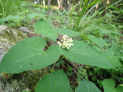 Cynanchum maximoviczii, photographed by Yoshihiro Tokue
