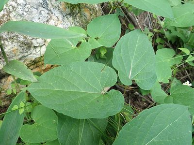 Cynanchum maximoviczii, photographed by Yoshihiro Tokue