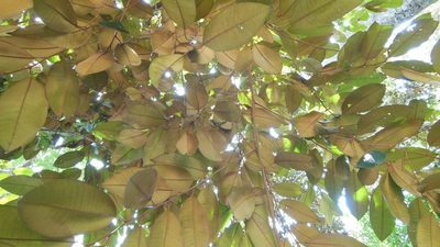 Chrysophyllum mexicanum, photographed by Neptalí Ramírez Marcial
