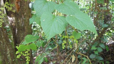 Vitis tiliifolia, photographed by Neptalí Ramírez Marcial