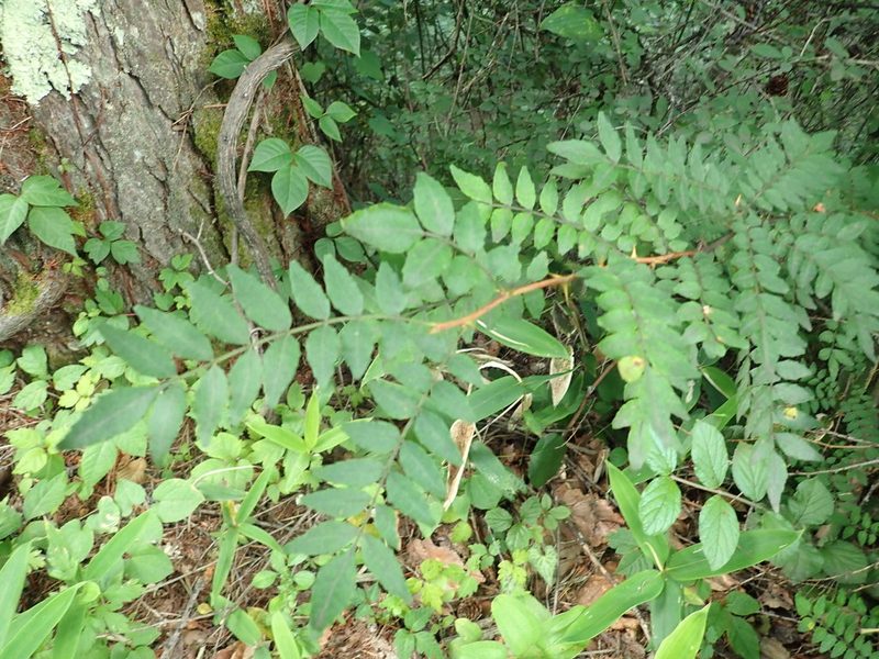 Zanthoxylum piperitum, photographed by Yoshihiro Tokue
