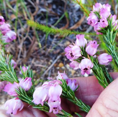 Erica excavata, photographed by linkie