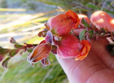 Hermannia ternifolia, photographed by linkie