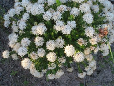 Agathosma geniculata, photographed by linkie