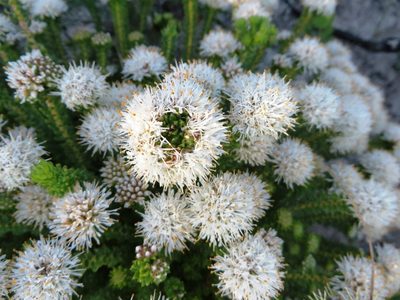 Agathosma geniculata, photographed by linkie