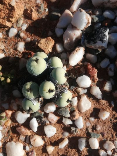 Conophytum calculus, photographed by Noeleen du Toit