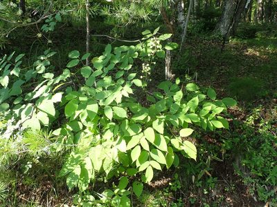 Aralia cordata, photographed by Yoshihiro Tokue