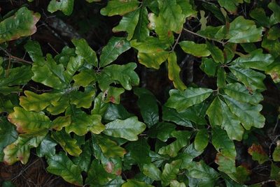 Quercus boyntonii, photographed by Douglas Goldman