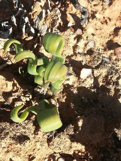 Trachyandra tortilis, photographed by Noeleen du Toit