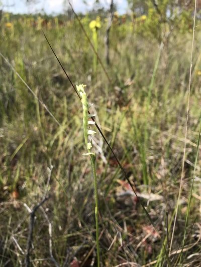 Spiranthes laciniata, photographed by Brandon Corder