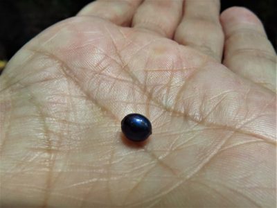 Pollia condensata