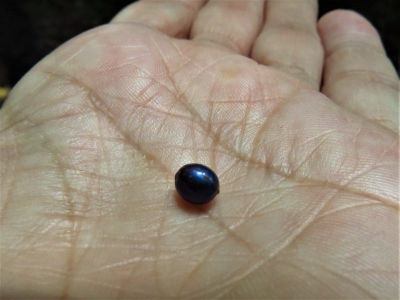 Pollia condensata, photographed by Annika Lindqvist