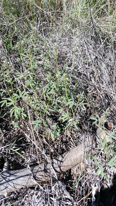 Dalea polygonoides, photographed by Craig Martin