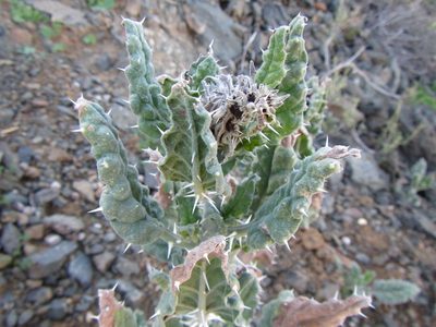 Codon royenii, photographed by douglaseustonbrown