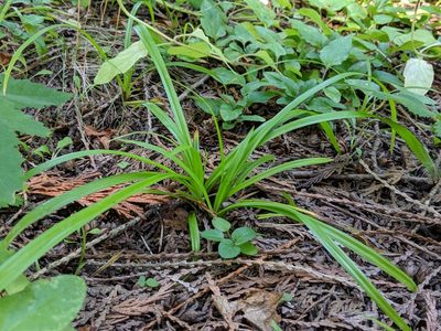 Carex hendersonii, photographed by John A Haskins