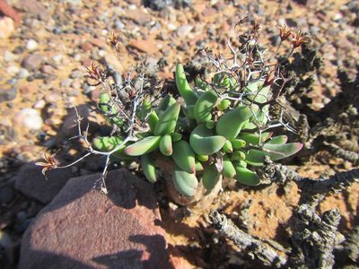 Tylecodon reticulatus, photographed by douglaseustonbrown