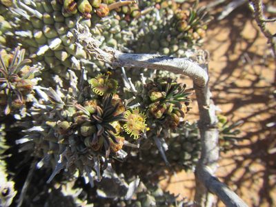 Euphorbia multiceps, photographed by douglaseustonbrown