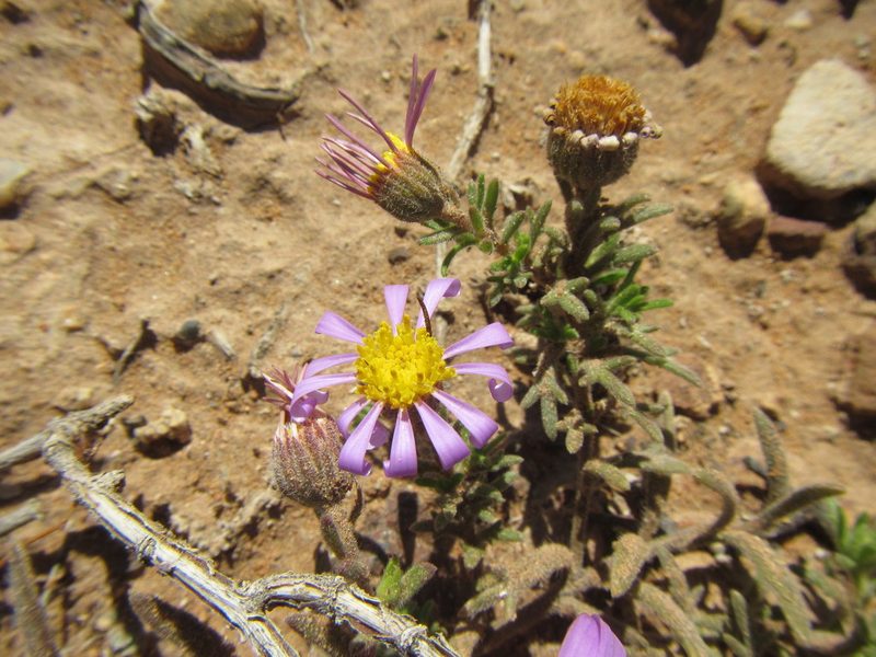 Amellus tridactylus, photographed by douglaseustonbrown