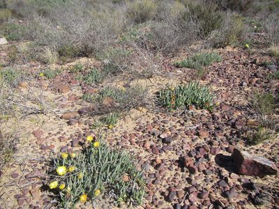 Cephalophyllum loreum, photographed by douglaseustonbrown
