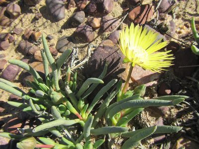 Cephalophyllum loreum, photographed by douglaseustonbrown