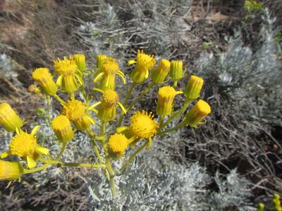 Senecio cinerascens, photographed by douglaseustonbrown