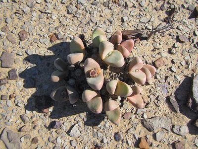 Tanquana prismatica, photographed by douglaseustonbrown