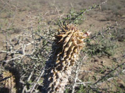 Hoodia gordonii, photographed by douglaseustonbrown